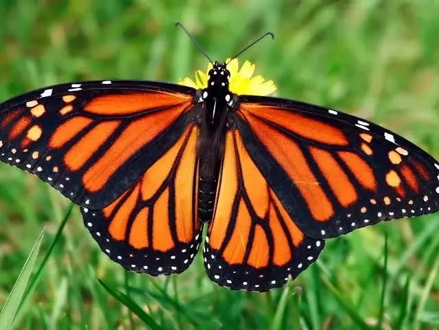 monarch.webp