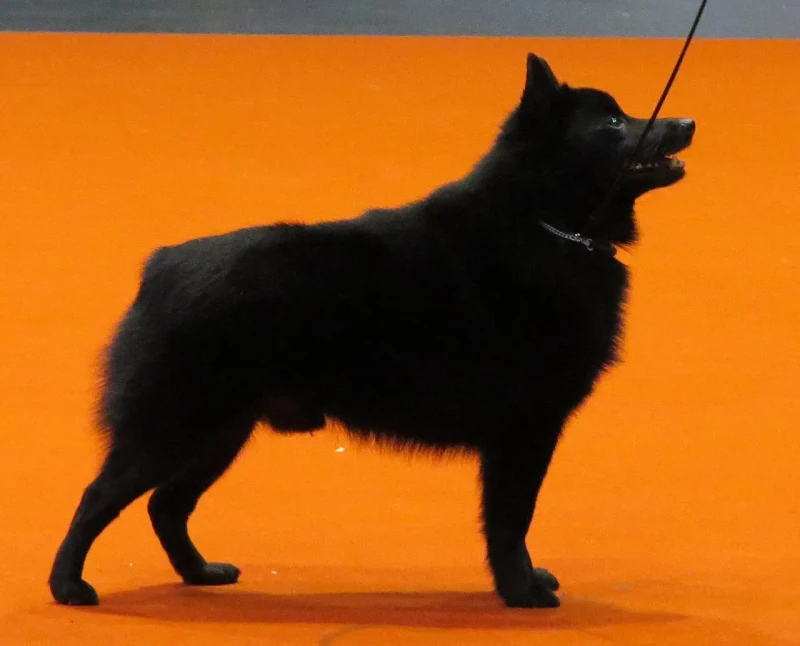 Schipperke.webp