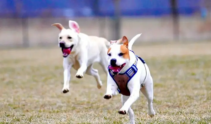 dog park